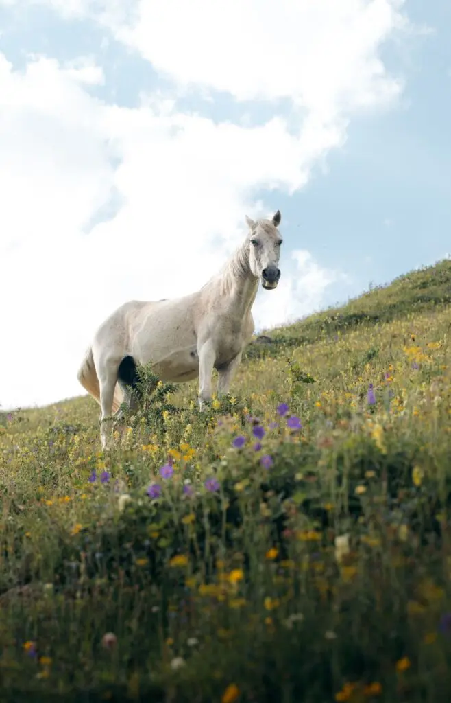 The Georgia Trail : cheval dans un pré